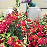 Country Sant' Elene- Mirto 奥罗塞伊